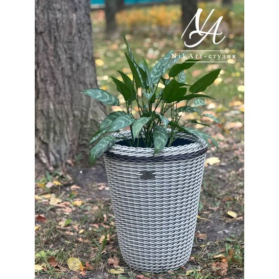 Конус Морская ракушка 20л, изображение 3